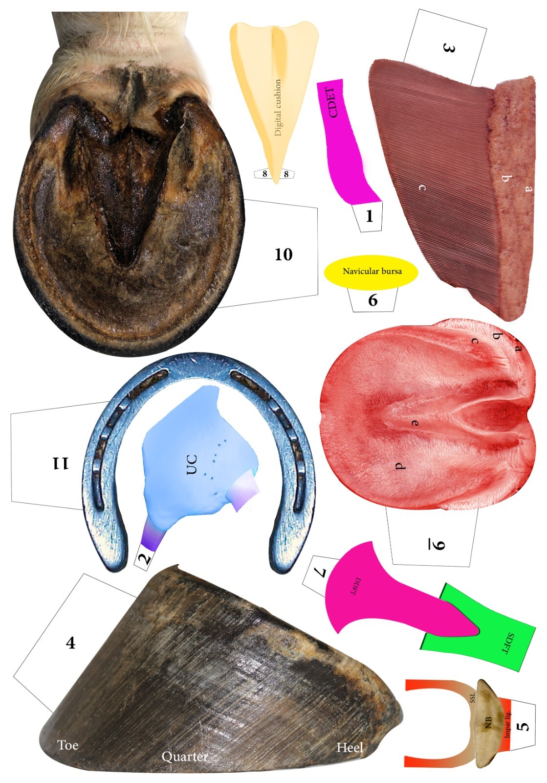 Hoof anatomy layered chart