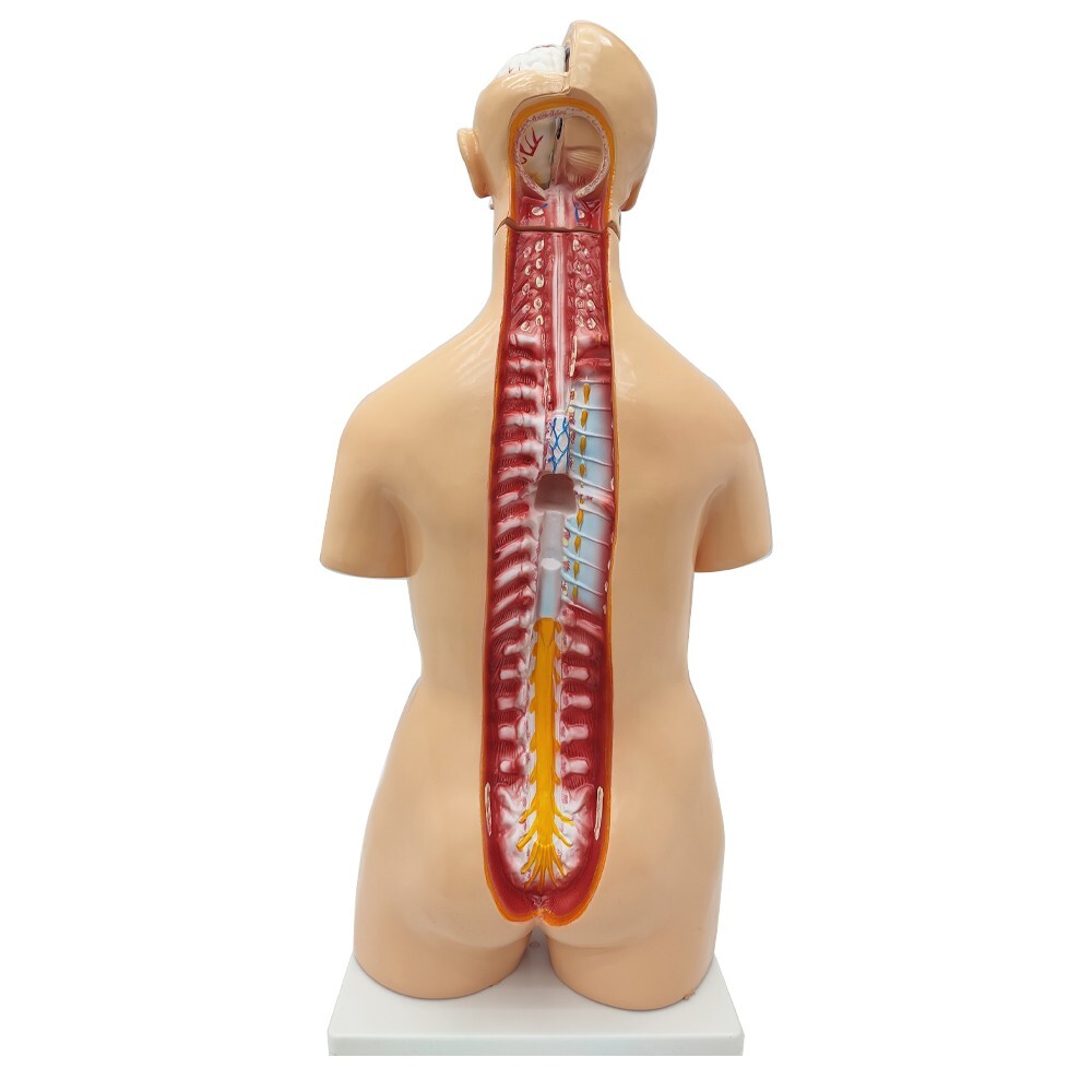 25 Pieces Replaceable For Men and Women Human Torso Model Detachable PVC