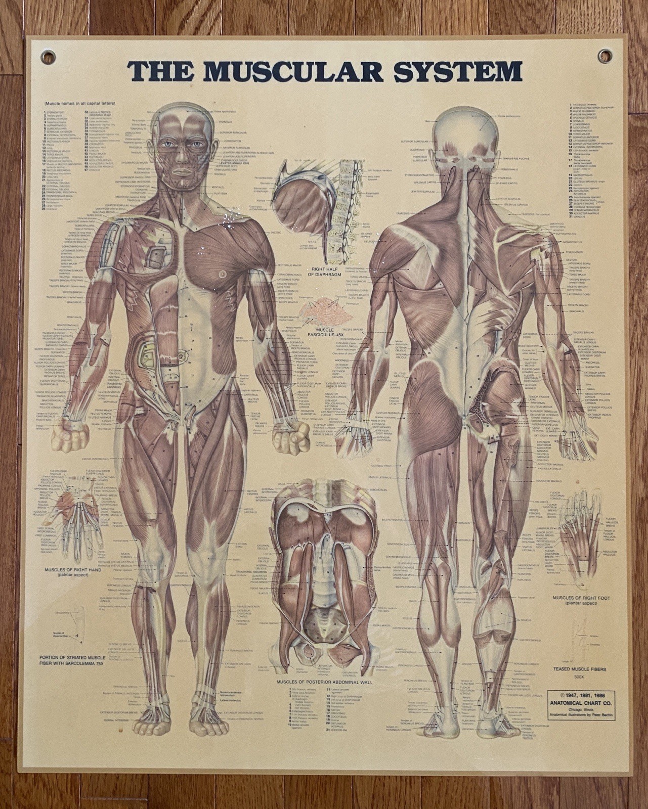 Medical Poster Anatomical Chart Co Muscular Sys Laminated Peter Bachin 24x20 VTG