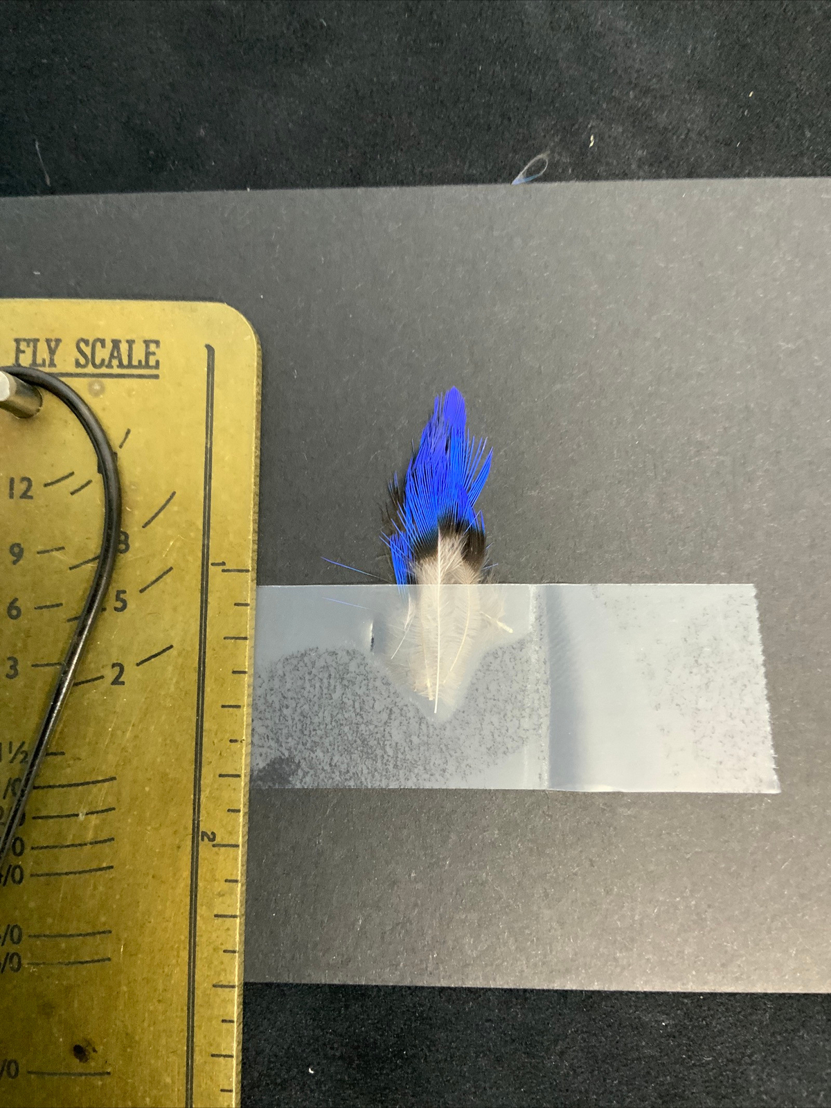 Cotinga Cotinga  Feathers