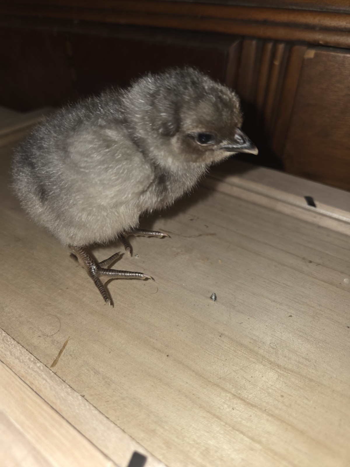 6+ Fertilized Blue & Olive Chicken Eggs