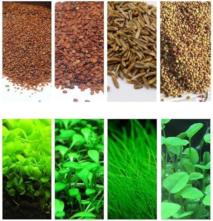 4 Bags Aquarium Plant S.e.e.ds, not Artificial Plastic Plant, Fish Tank Live