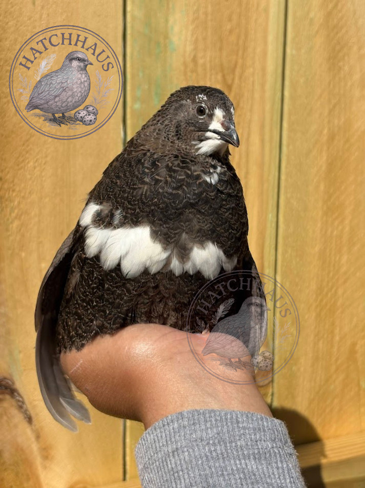 30+ RAINBOW RARE COLORS Coturnix Quail Hatching Eggs FREE SHIPPING