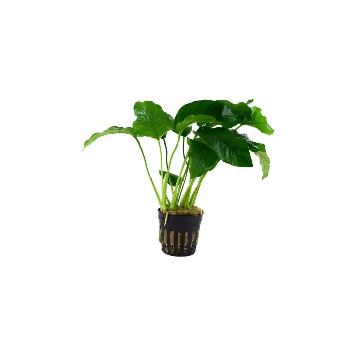 Anubias Barteri