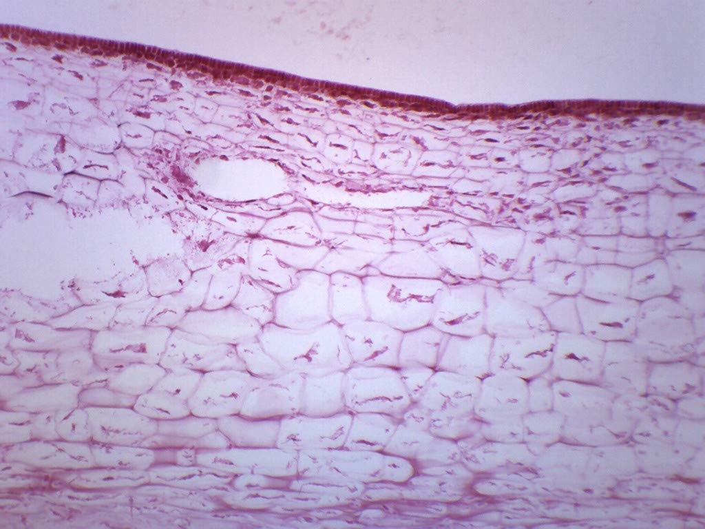 EISCO Protista Laminaria - Cross Section Prepared Microscope Slide 75 x 25mm...