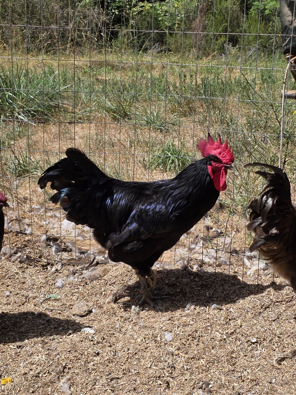 12+ *RARE* Dun Line Color Mudd Eggers! (Moss/Olive) Hatching Eggs!!