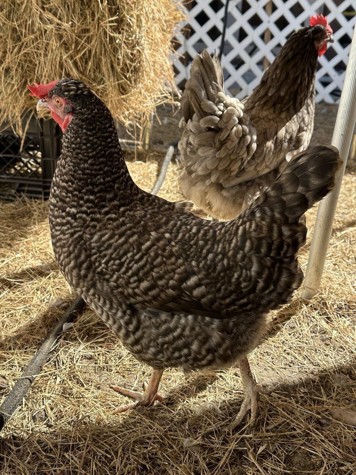 16+ Breeds Chicken Fertile Hatching Eggs, (12) 🐣 fertilized hatching eggs ❤️