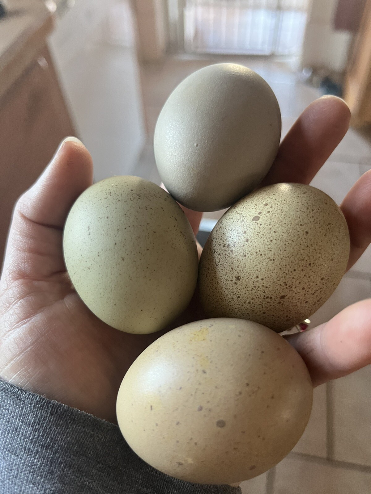 Hatching Eggs OLIVE 6+ extras EE Marans Olive / Mint / Sage / Green Rainbow