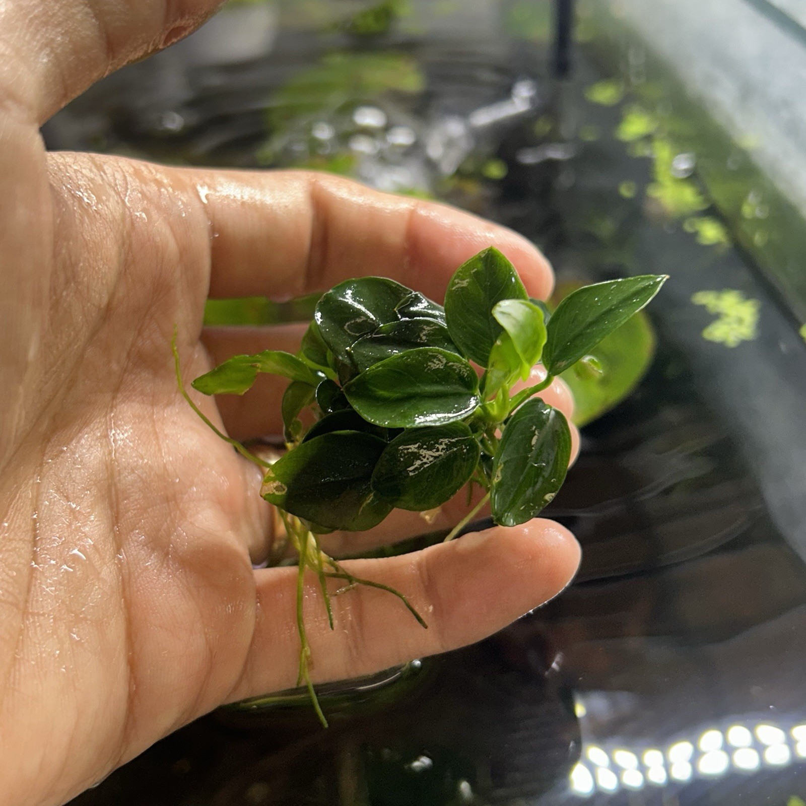 Anubias Nana Petite - Free Shipping - BUY 3 GET 1 FREE
