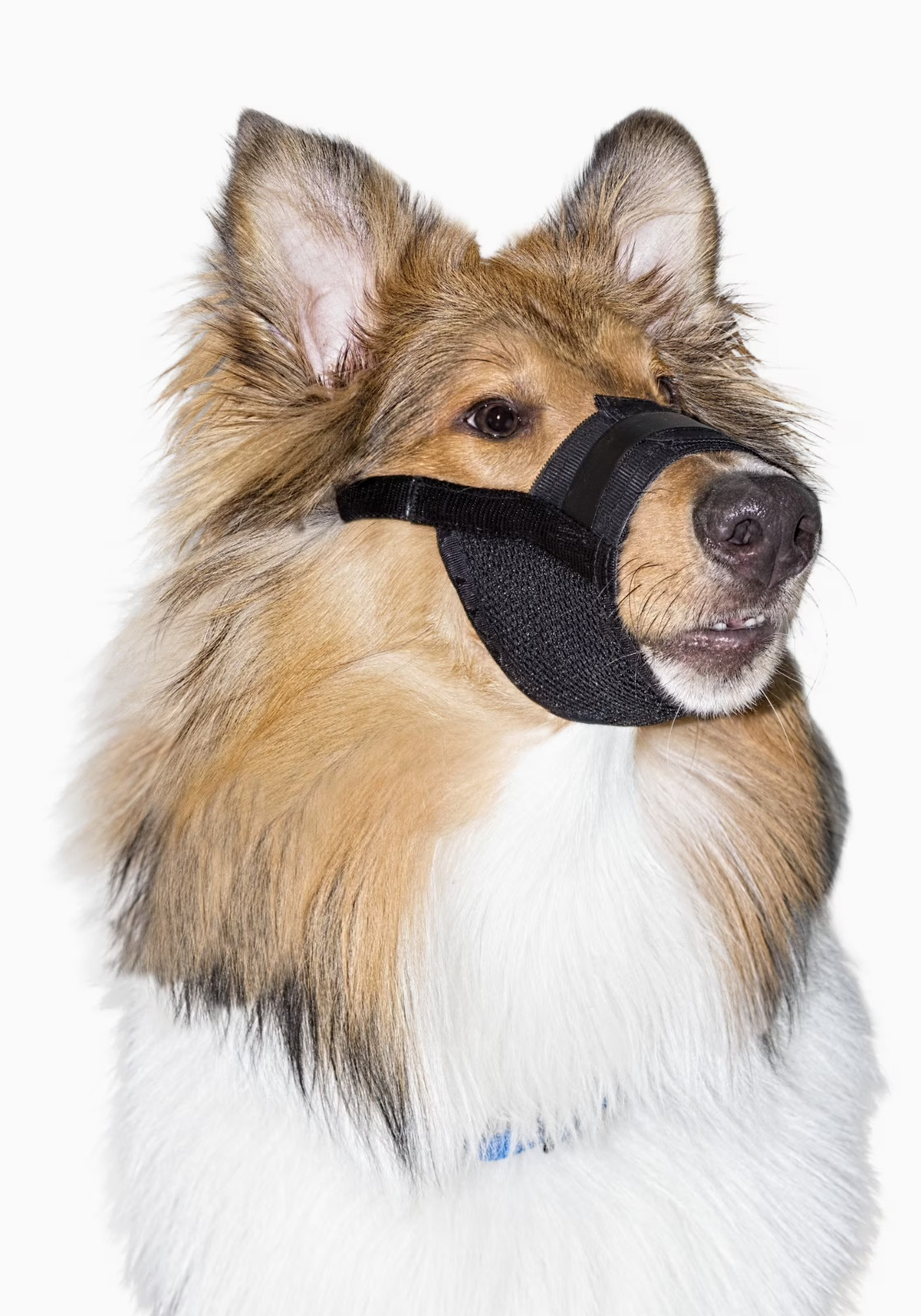Premier Pet Dog Muzzle for Large Dogs Padded Nylon for Safe Comfortable Fit