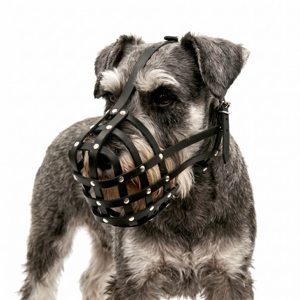 Light leather Dog Muzzle for Schnauzer  and other similar snouts