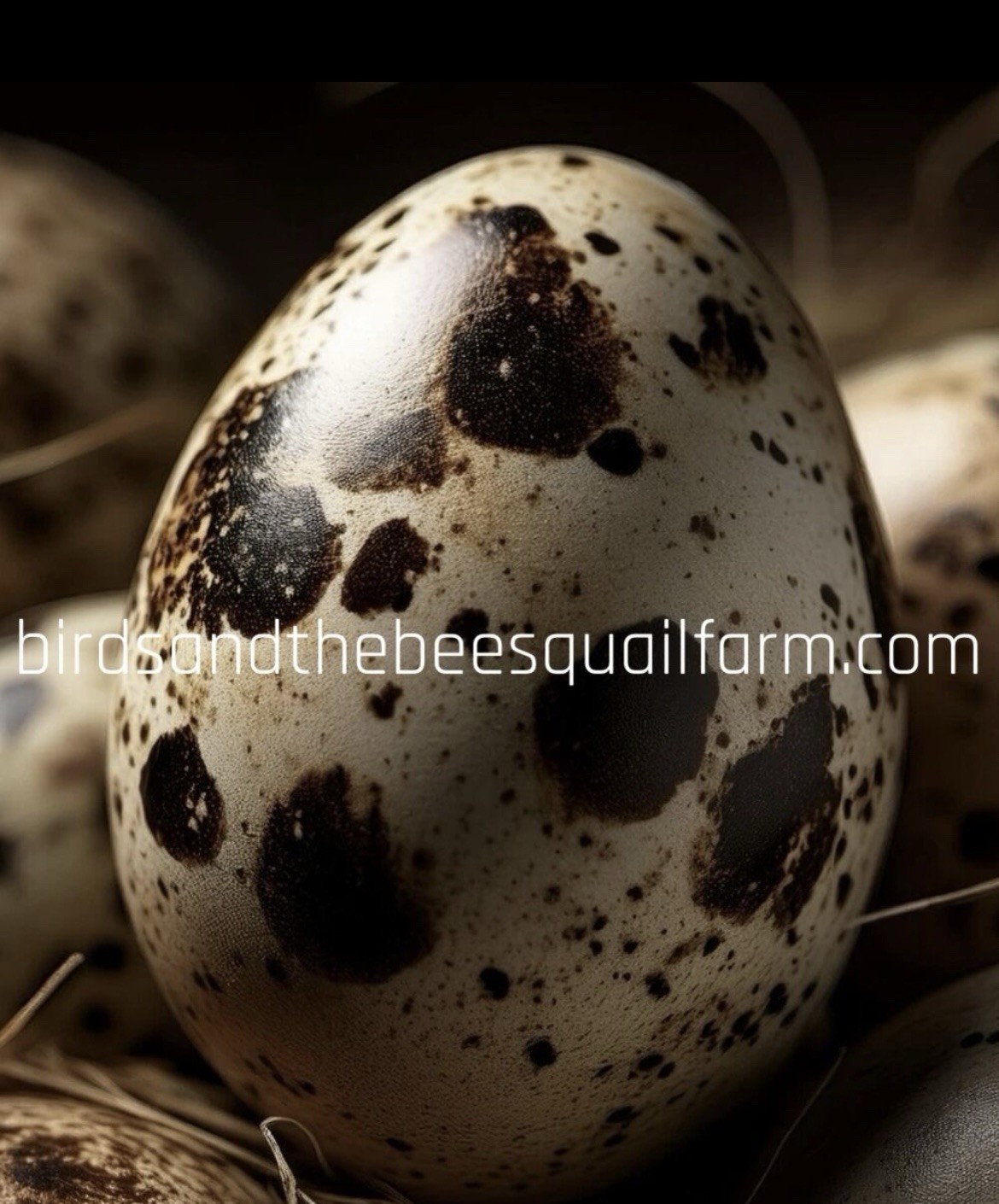 2 Dozen + 1 Dozen Free I , Jumbo Brown   Hatching Eggs . . NPIP / AI CLEAN…