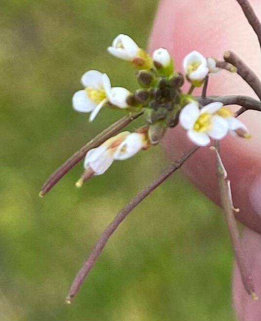 Arabidopsis thaliana - 50 seeds - Model organism for genetic studies