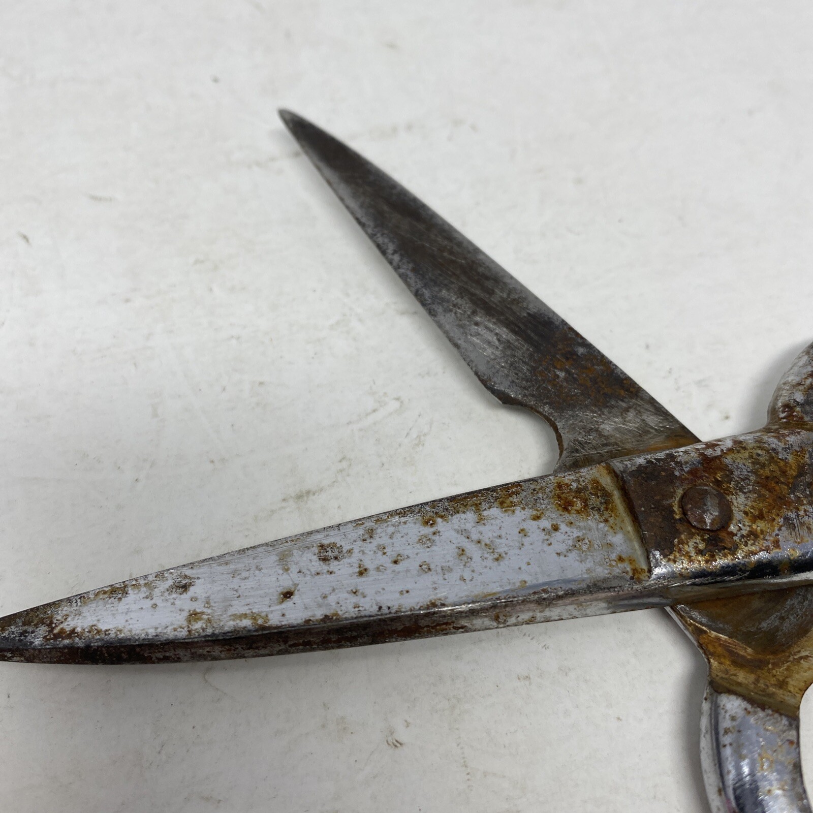 Kitchen Scissors, 8”, Chrome Marks 201C, Italy