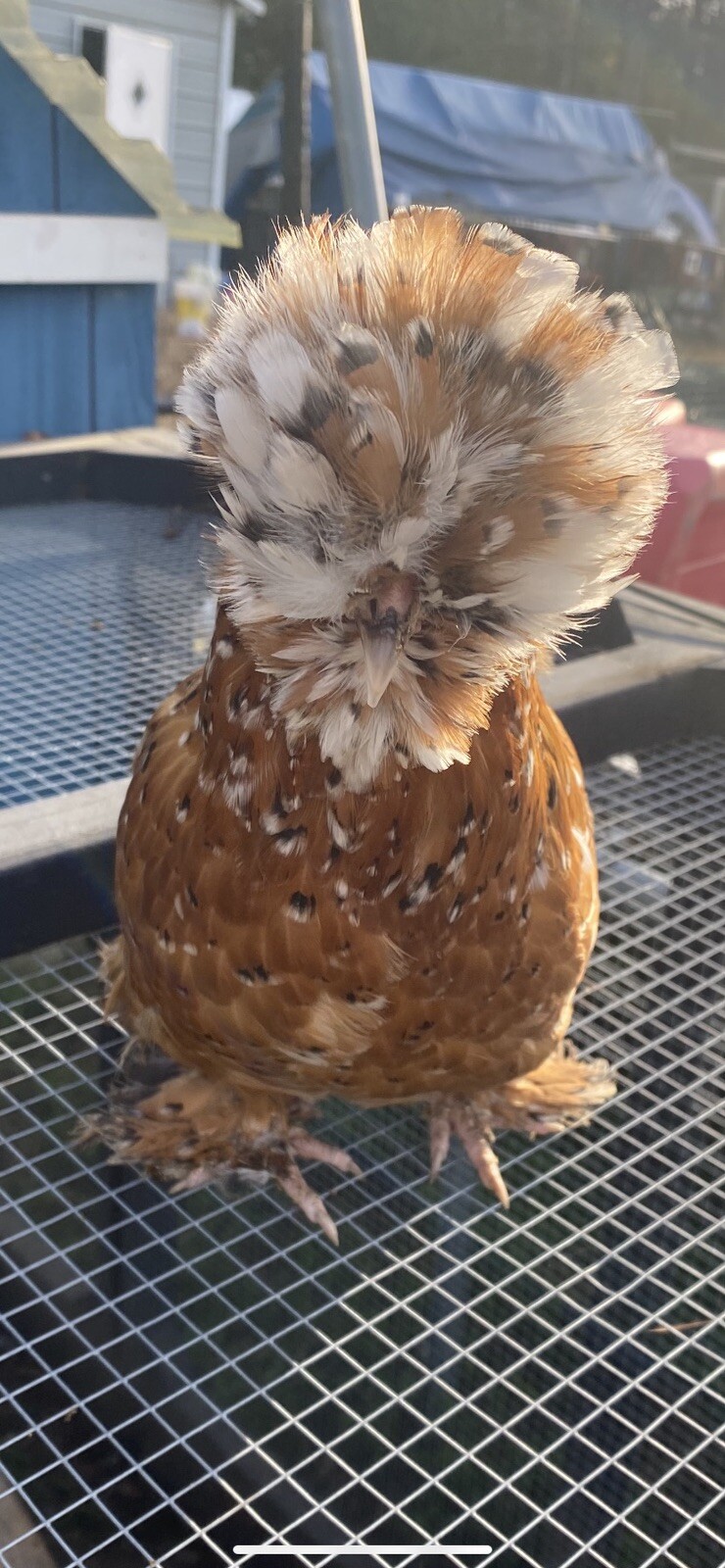 12+ Mille Fleur Satin Hatching Eggs NPIP & AI Clean