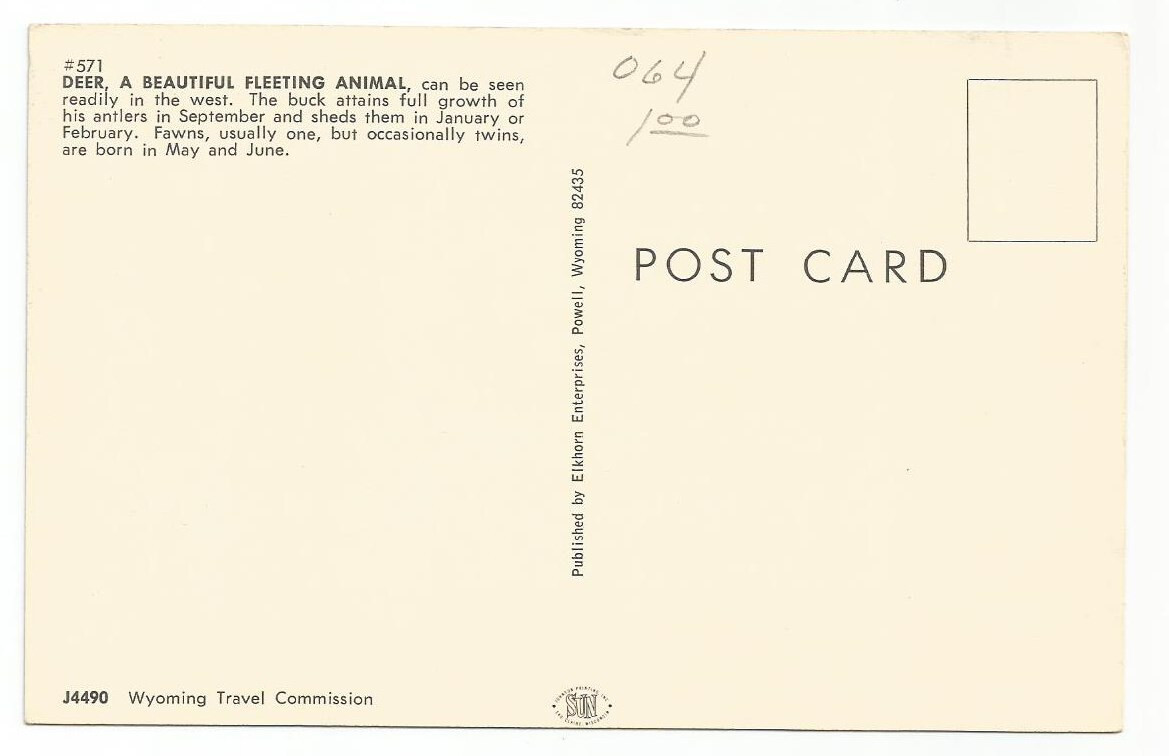 Mule Deer Postcards