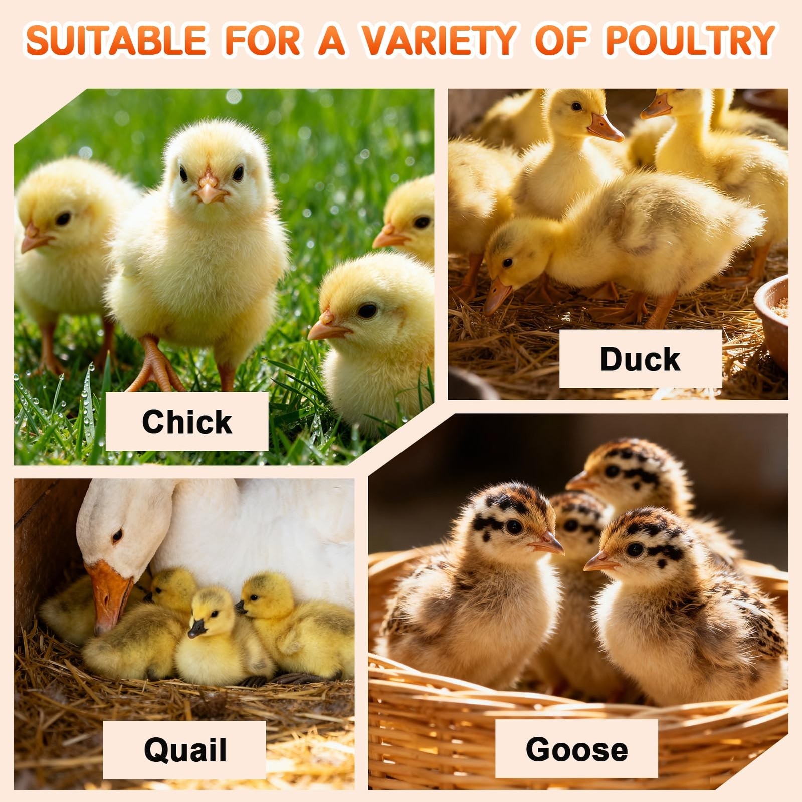 Brooder Box for Chicks Starter Kit, Dual Doors Chicken Brooder Playpen | Incl...