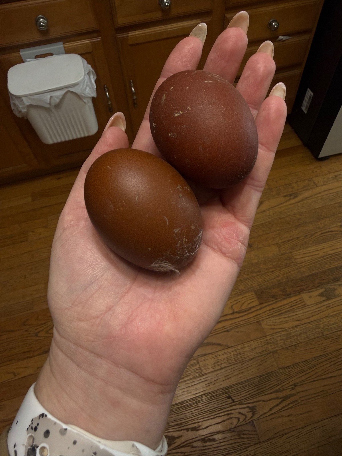 NPIP 12+ black copper maran eggs (6-8 range)