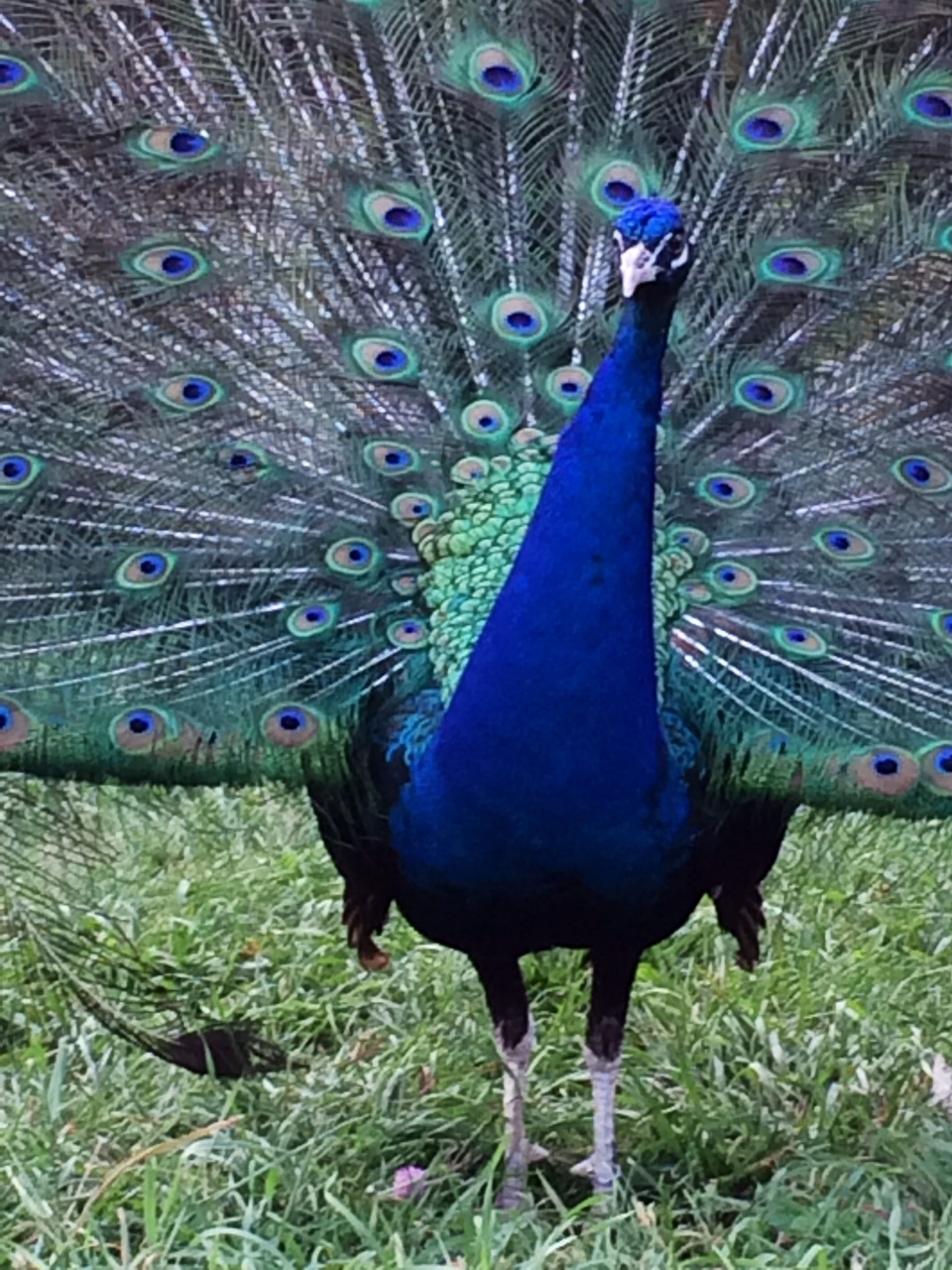 5 "MIXED VARIETY" PEACOCK / PEAFOWL HATCHING EGGS!!!!