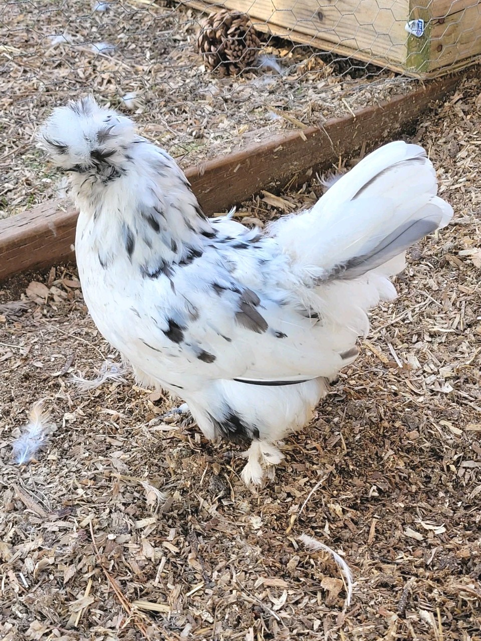10+ BEAUTIFUL Silkie Hatching Eggs . Show Quality!