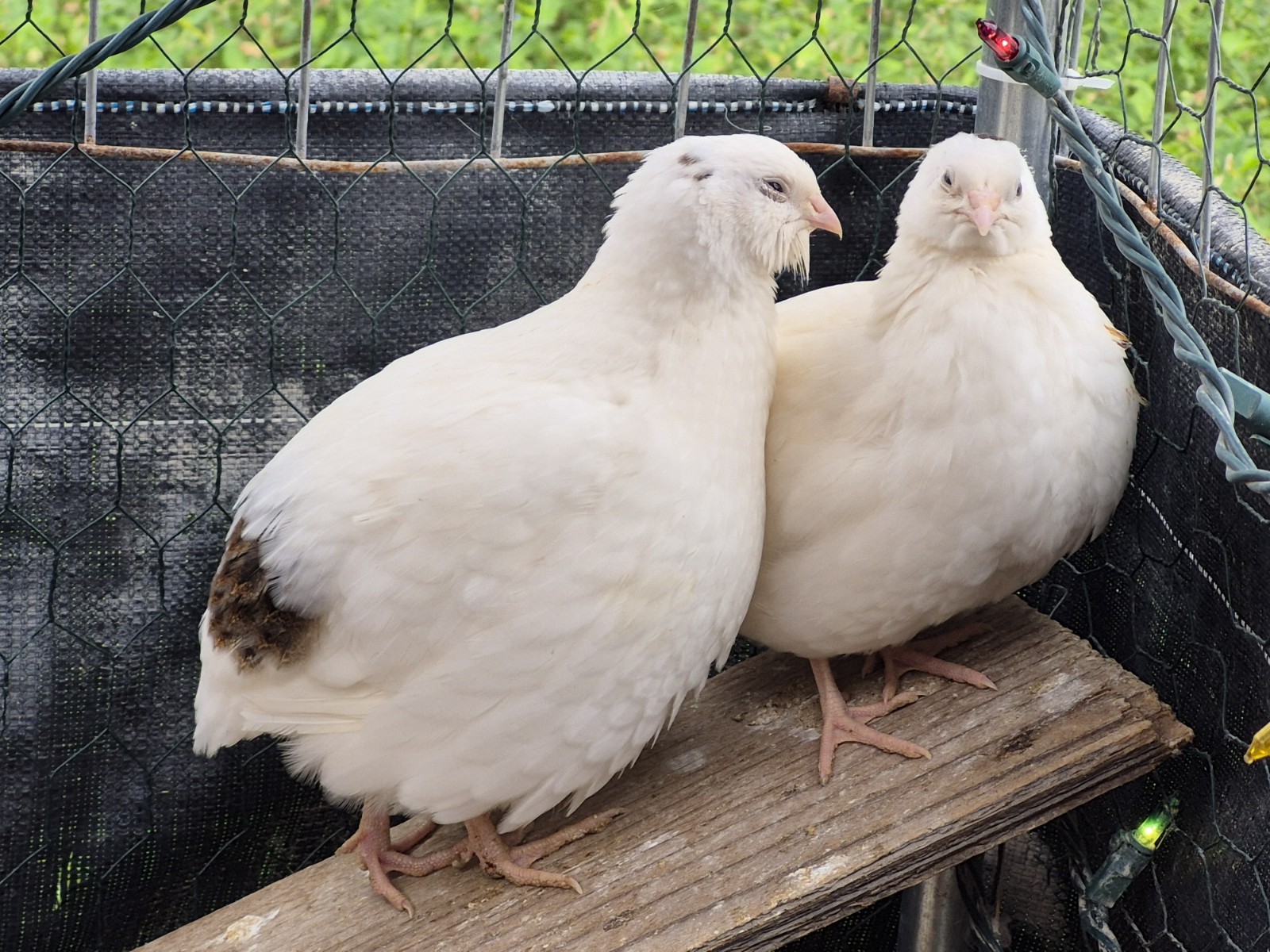 20+extra Fertile Hatching Quail Eggs - Coturnix XXL Jumbo A&M White -Supper Food