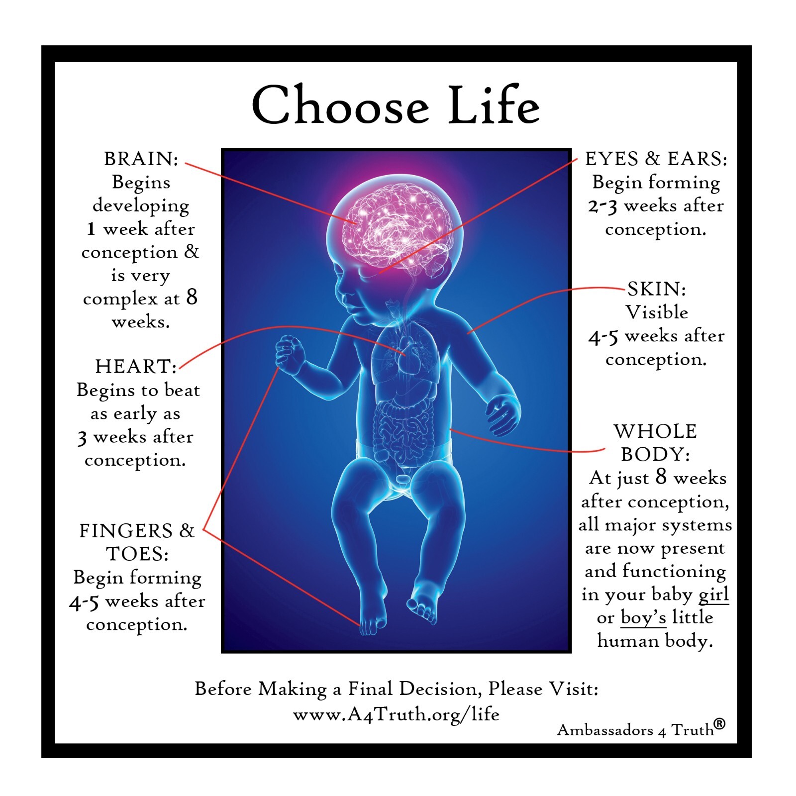 Choose Life | Gospel Tracts | Bible Tracts | Post Card Size (5"x5") | Pack of 25