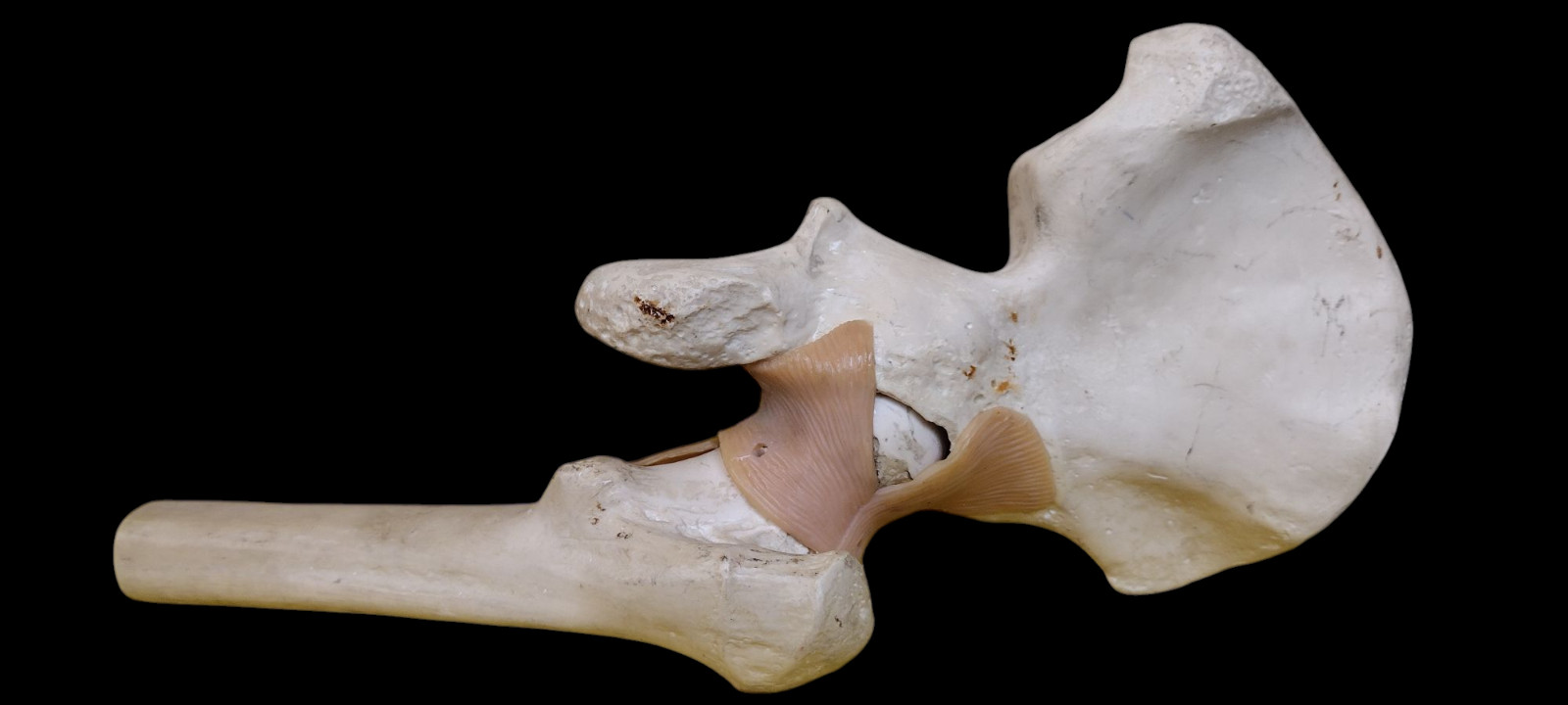 Anatomical Anatomy Model Medical Premium Functional Hip Joint Vtg (SOMSO?)