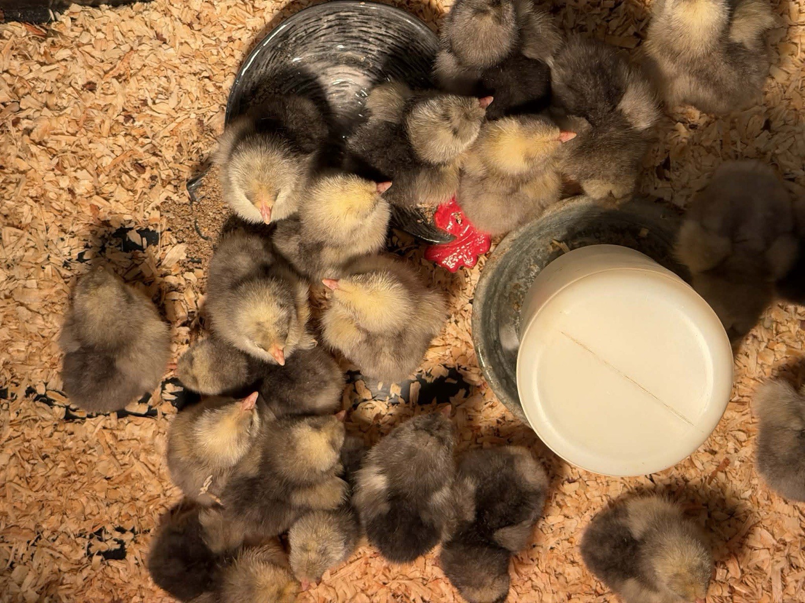 12 F1 Hybrid Cornish Cross Hatching Eggs (White Rock + Dark Cornish)