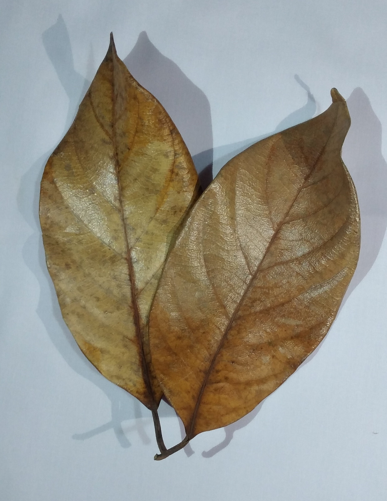 Naturally Dried Jack Fruit Leaves from Ceylon / 100pcs Bio Aquarium Fish / Shri