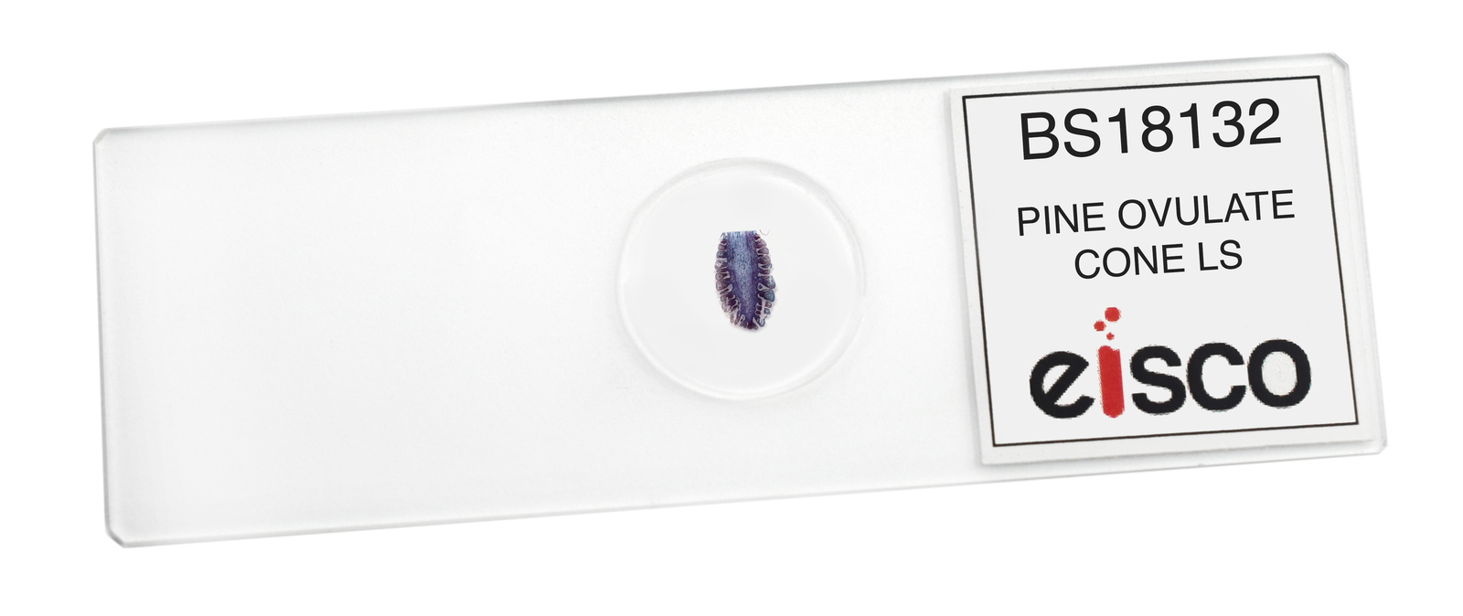 25PK Pine Ovulate Cone, Prepared Microscope Slides, 75x25mm - Eisco Labs