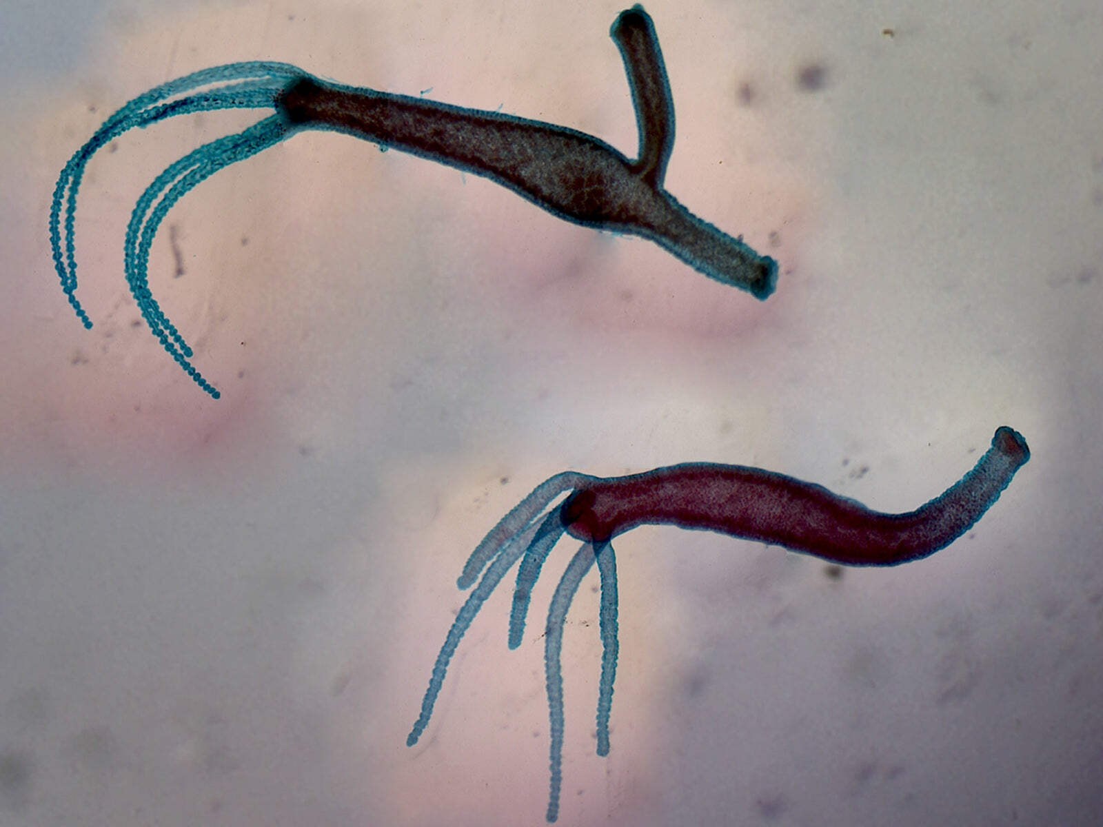 Hydra Adult with Bud and Hydra Adult without Bud; Whole-mount