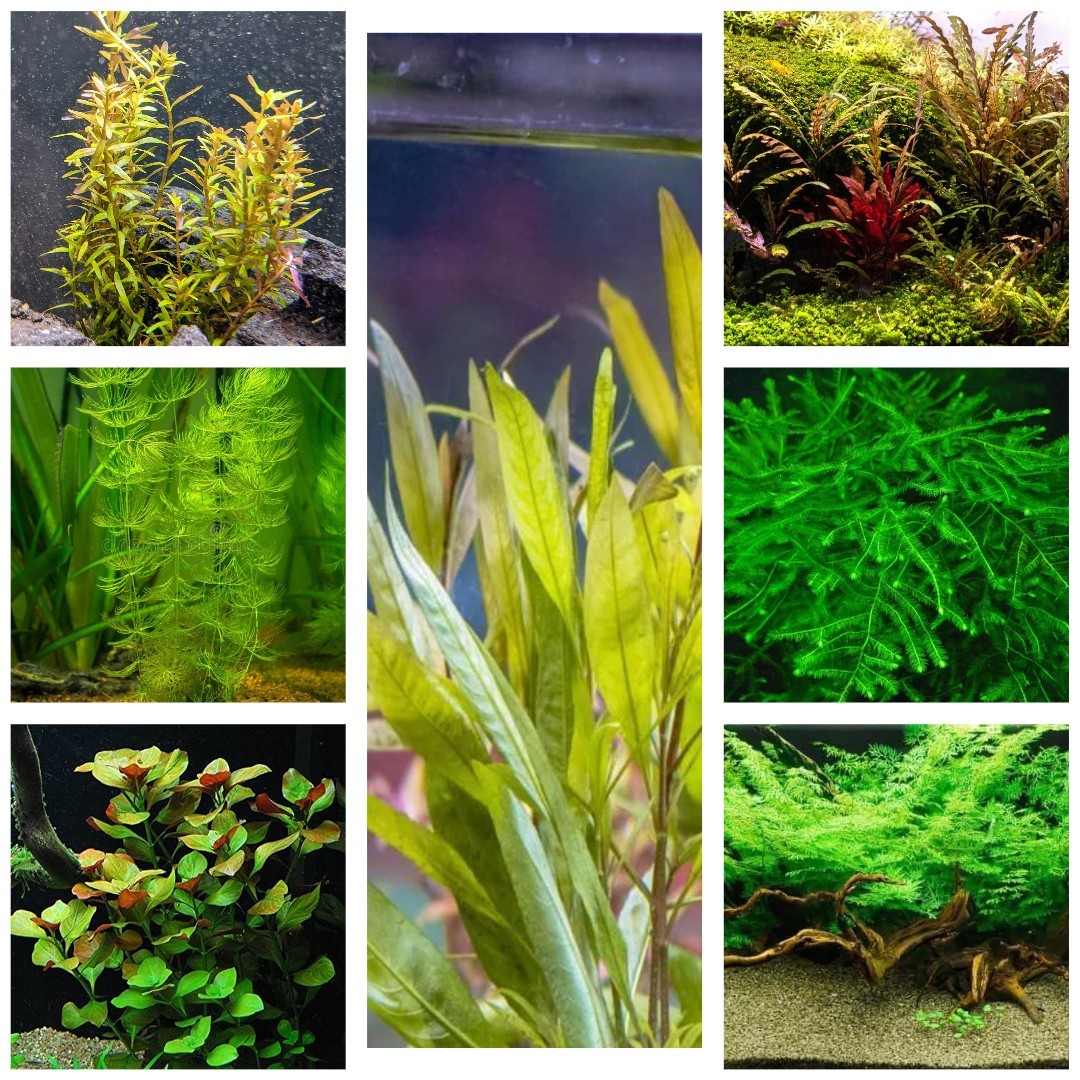 Live Aquarium Plants Variety Pack (7 Types) – Beginner Friendly & Low Maintenanc