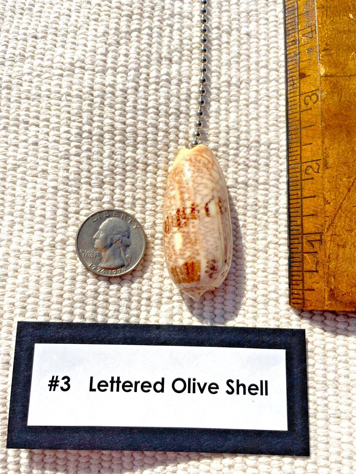 LETTERED OLIVE SHELL FAN PULL Seashell FAN PULL Chain Shell Ceiling Fan Pull