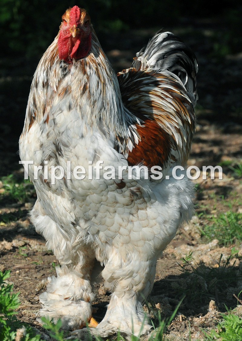 6+ GIANT LARGE FOWL ~SPLASH BRAHMA fertile chicken hatching eggs ~GENTLE GIANTS