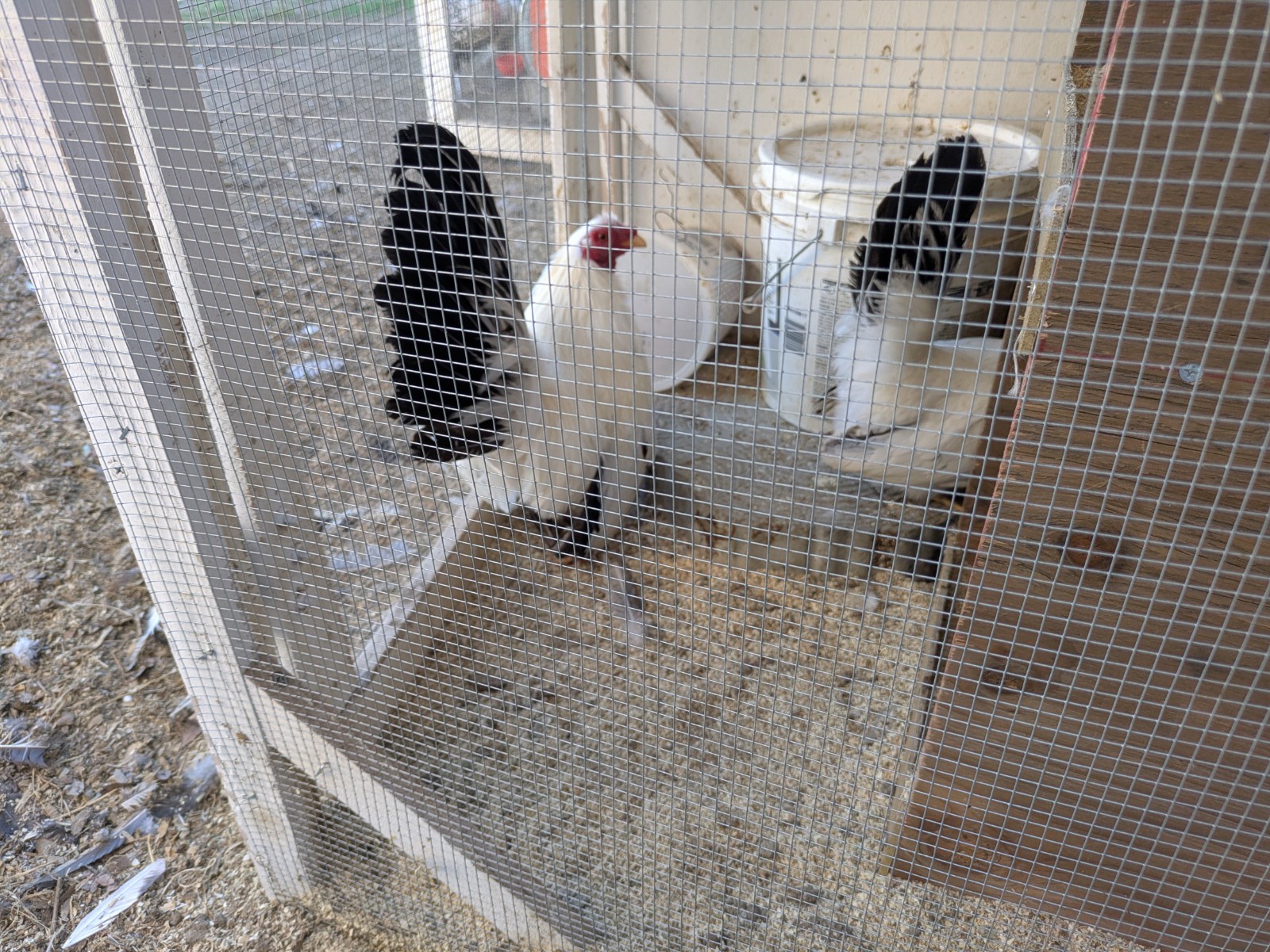 6 Japanese Blacktail Bantams  Fertile Eggs