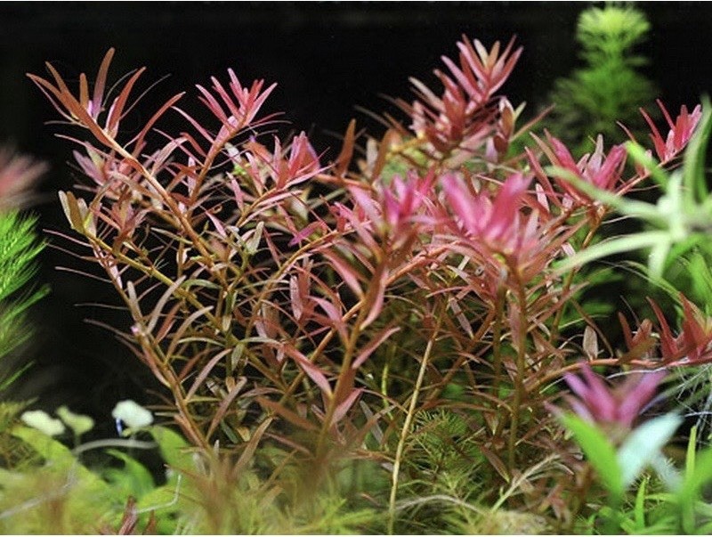 ROTALA MYANMAR - 10+ rooted stems - lead bunch - live aquarium plants