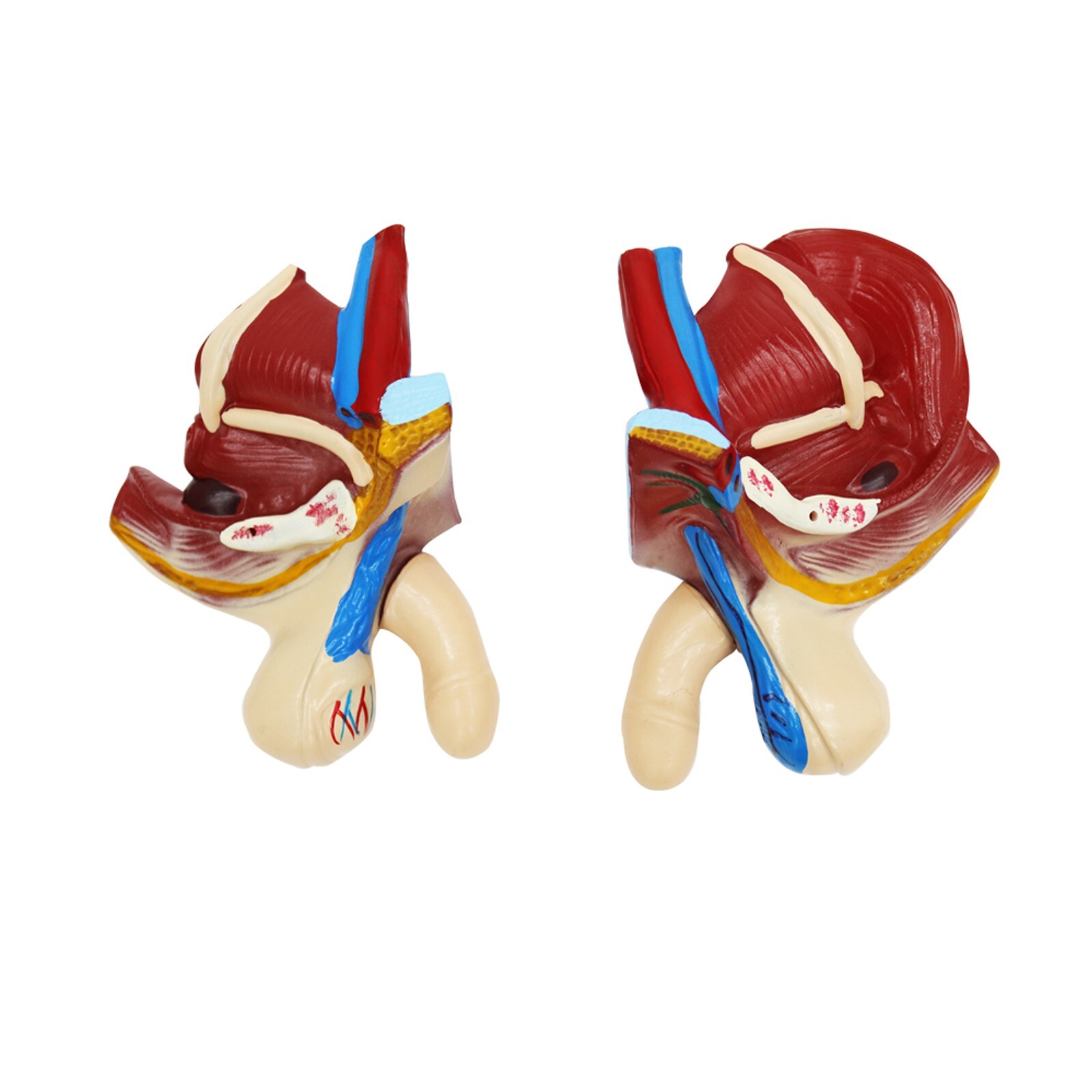 Human Torso Model Replaceable Detachable Female/Male Medical Teaching Model
