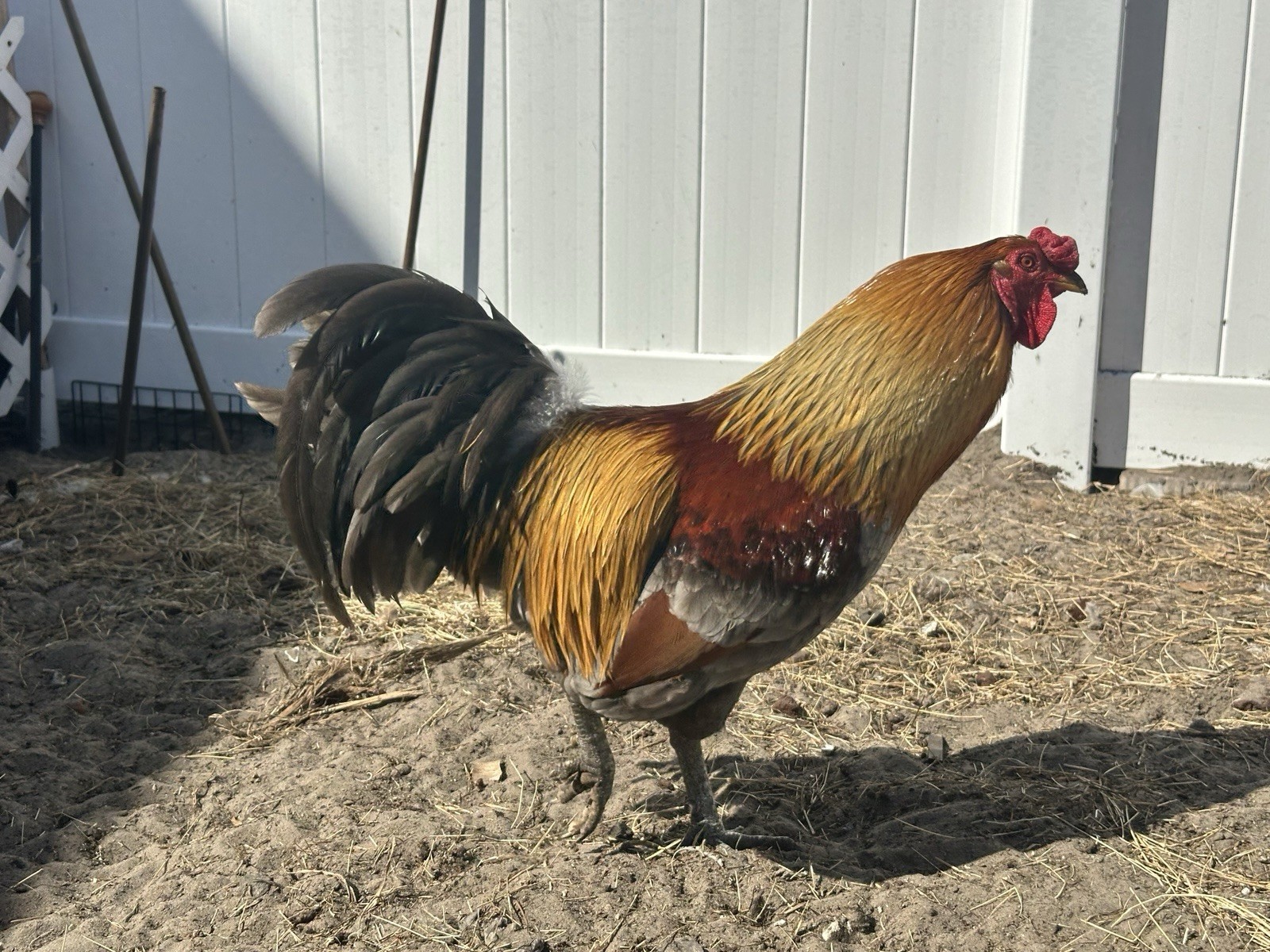 16+ Breeds Chicken Fertile Hatching Eggs, (12) 🐣 fertilized hatching eggs ❤️