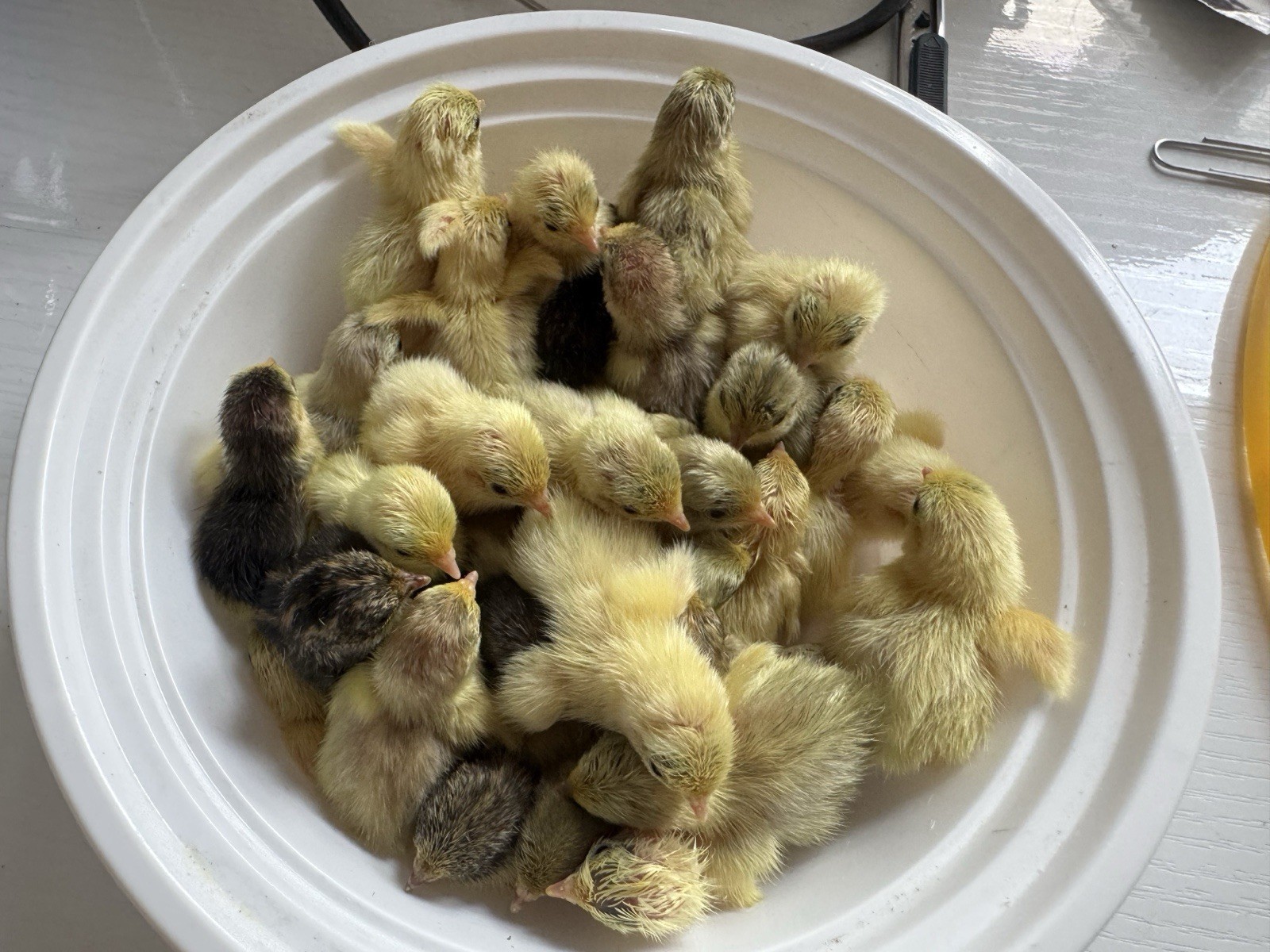 24 Button Quail Hatching Eggs, Multiple Colors