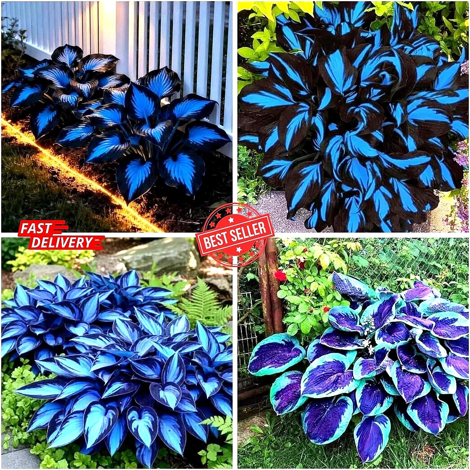 Mixrug 300+ Hostas Seed Midnight Blue for Planting Outdoors-rare Mixed