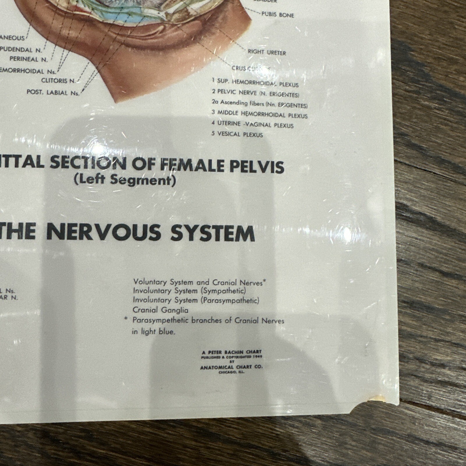 The Nervous System Peter Bachin 1949 Original Vintage