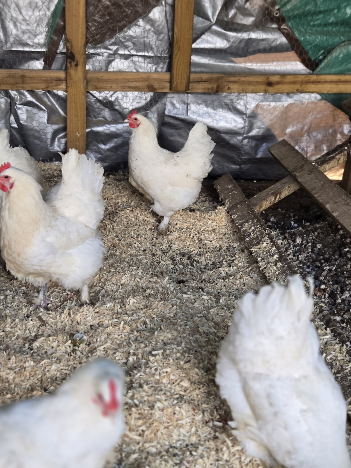 White Langshan Hatching Eggs 12 Plus 2 Extra