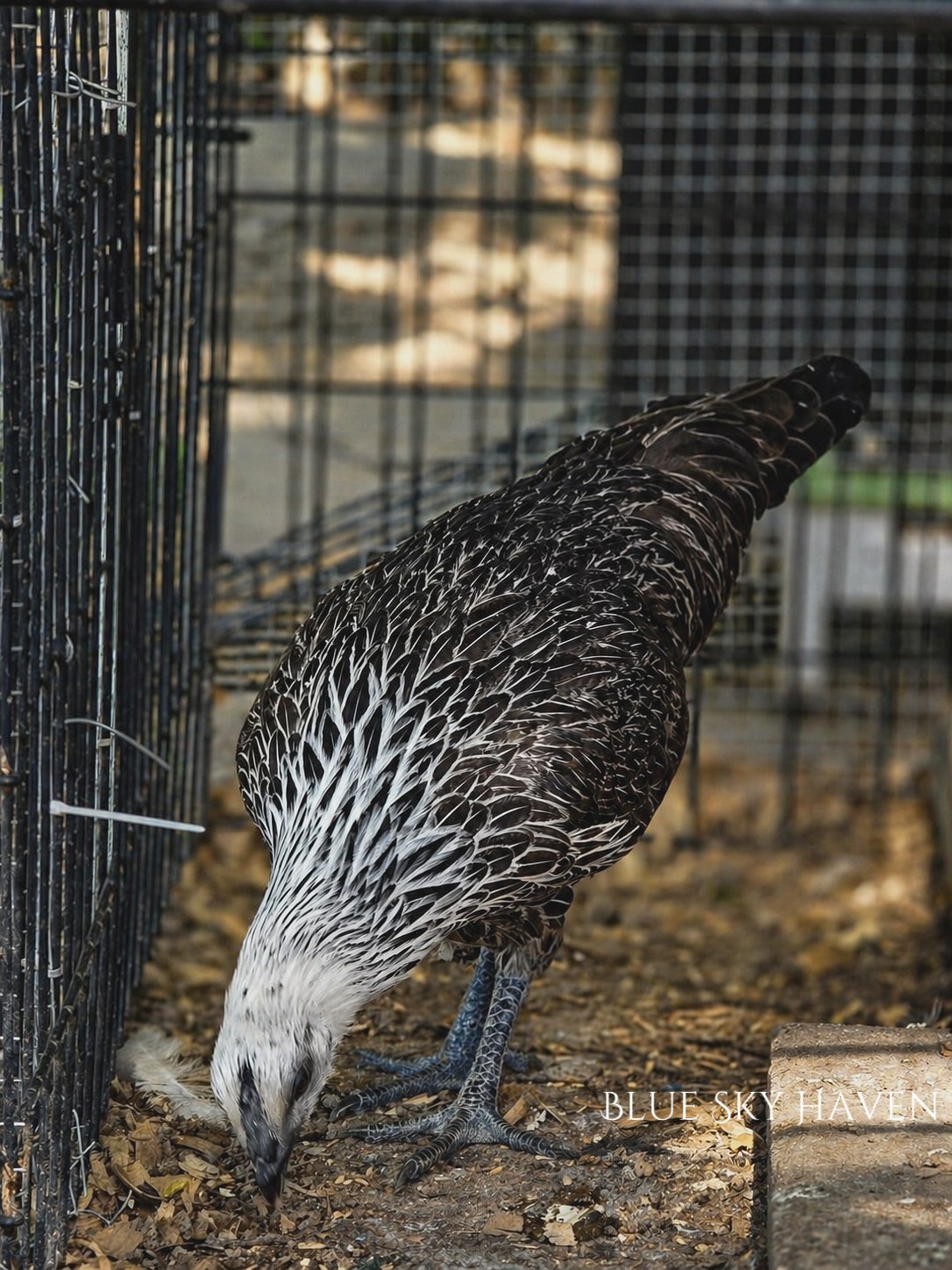 🔥RARE 12+ Hmong Hatching Eggs🔥 Original Laos Import - Pure Lines -