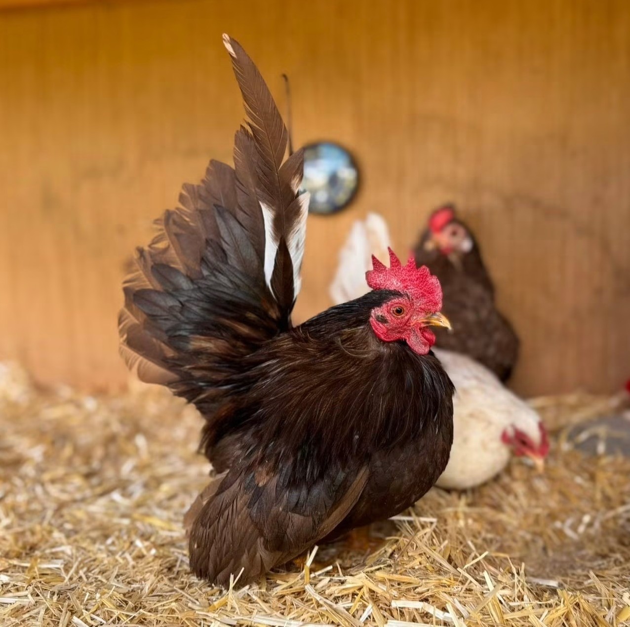 5+ Fertile chocolate serama hatching eggs