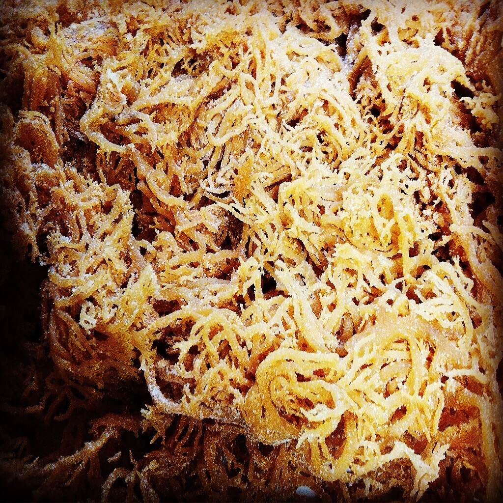 Jamaican DR SEBI Irish Moss Sea Moss 1 lb | Raw Wild Crafted VEGAN Superfood