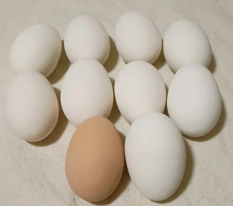 Set Of 10 Polymer Chicken Eggs B9