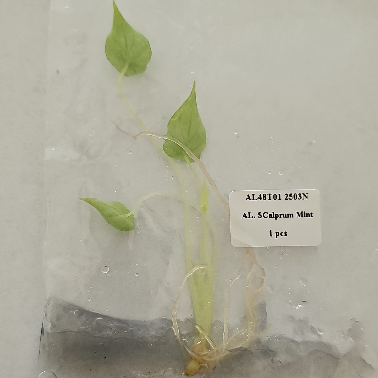 Alocasia Scalprum Mint AL 48T01 2503N. #3