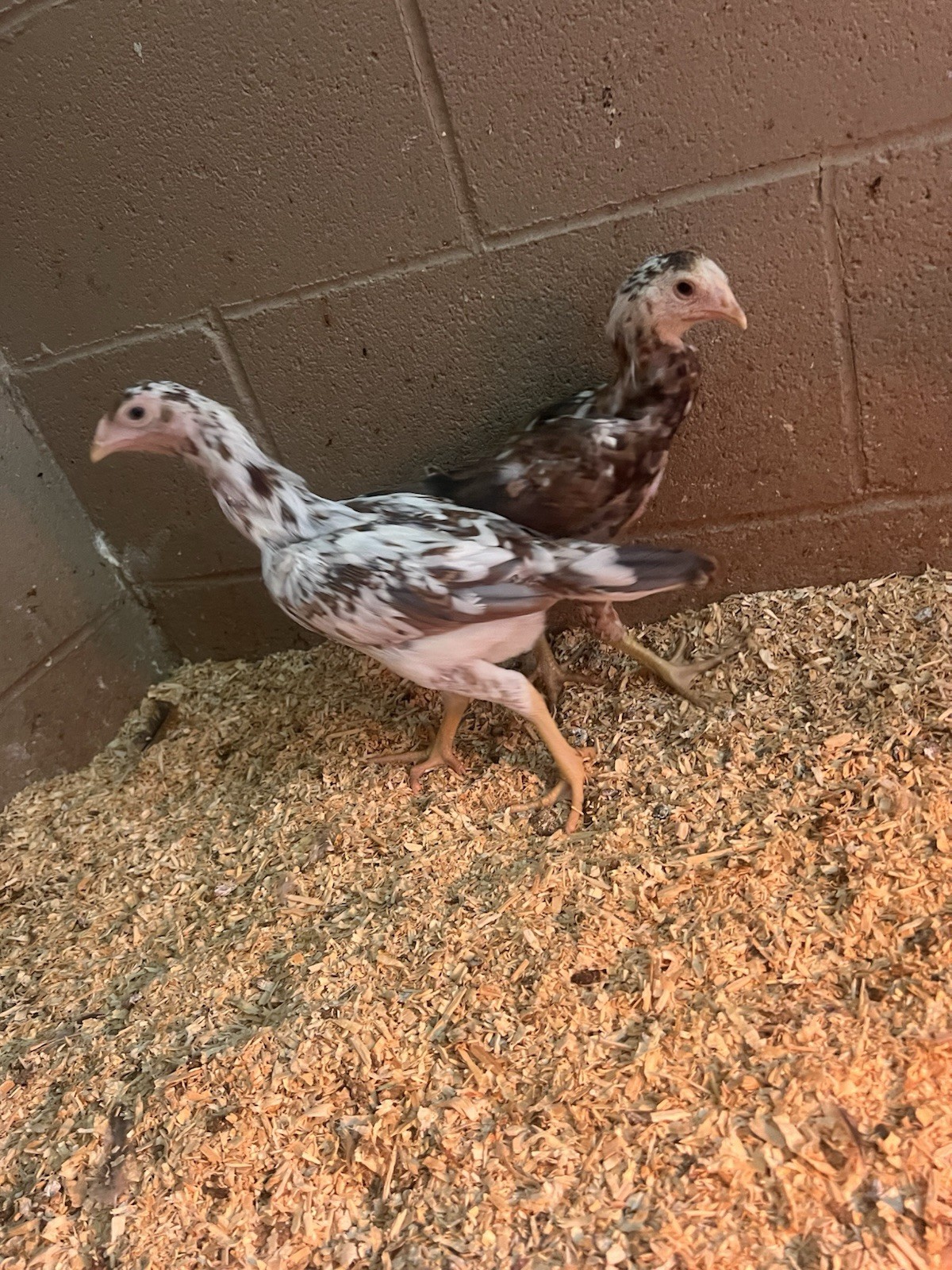 Indio Gigante 1 Dozen Hatching Eggs See Description For Shipping Timeframe