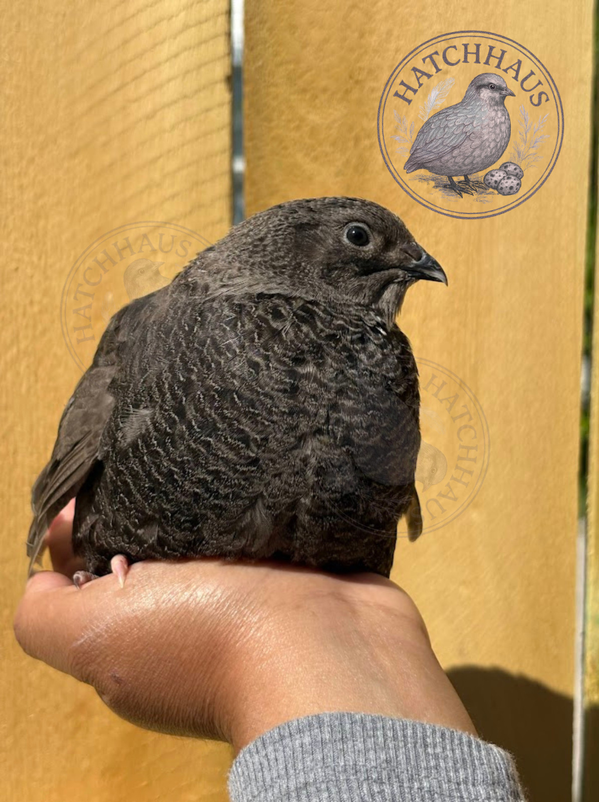 100 Assorted RARE COLORS Coturnix Quail Hatching Eggs - shipped in foam