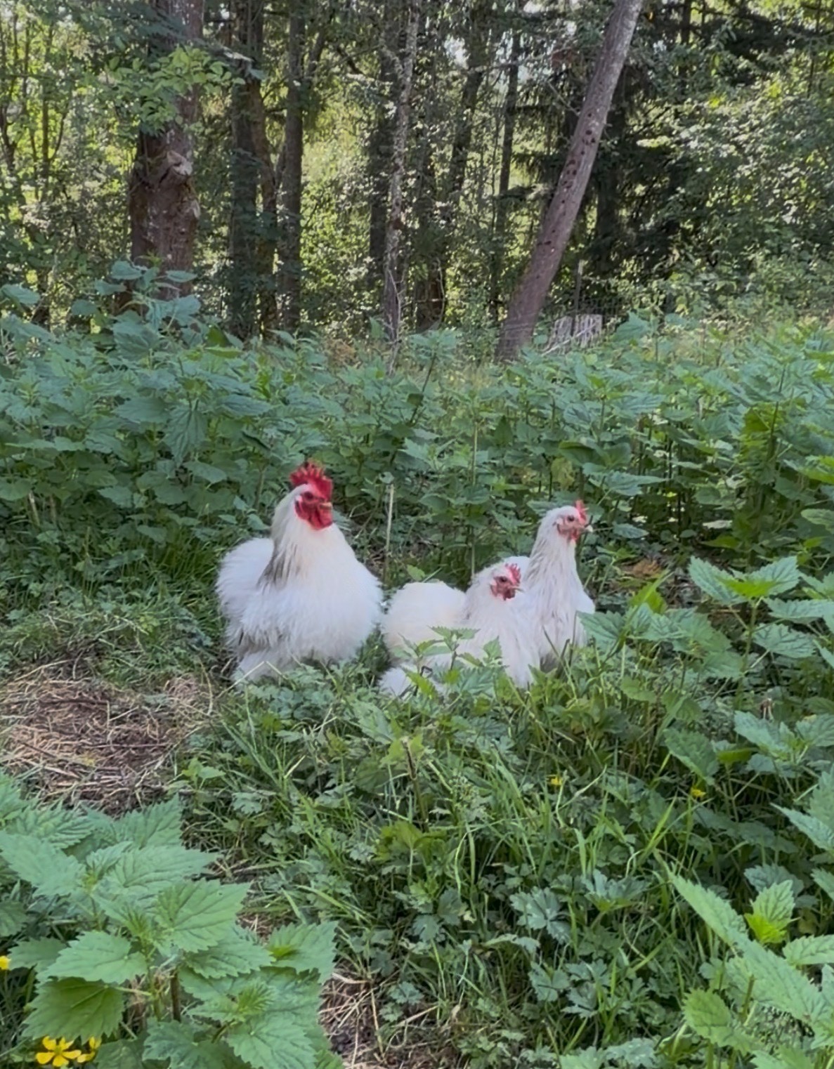 Bantam Columbian Silkied cochin hatching eggs- 1 dozen